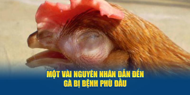 Một vài nguyên nhân dẫn đến gà bị bệnh phù đầu