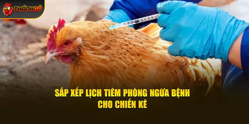 Sắp xếp lịch tiêm phòng ngừa bệnh cho chiến kê 