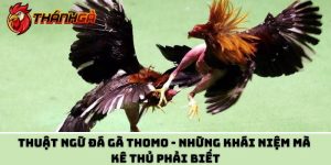 Thuật Ngữ Đá Gà Thomo