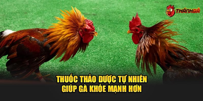 Kỹ thuật đổ gà đá đổi hỏi đủ nguồn dinh dưỡng