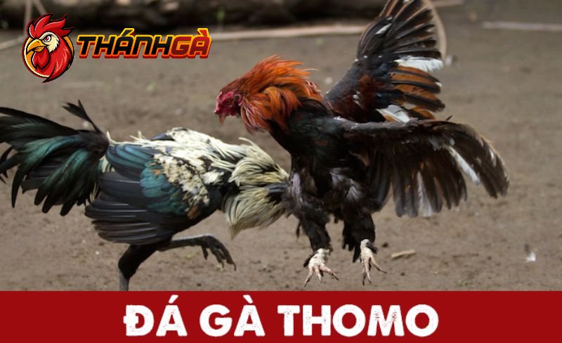 Tìm hiểu lịch sử hình thành đá gà Thomo