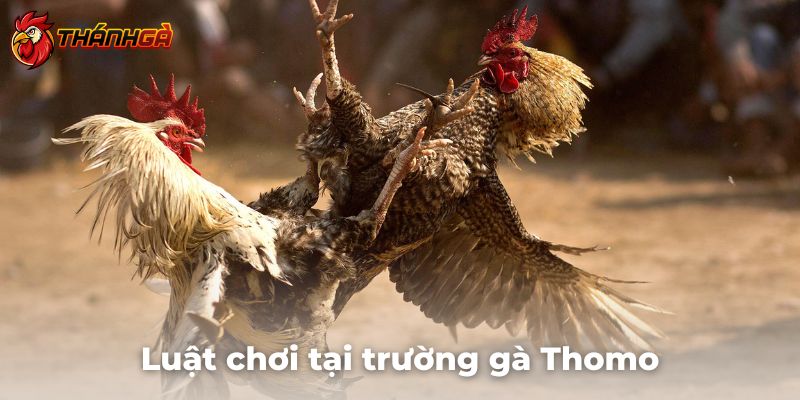 Mách bạn luật chơi chi tiết tại trường gà