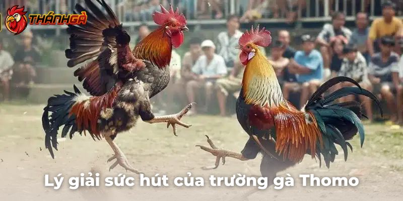 Lý giải sức hút vô cùng hấp dẫn tại trường gà