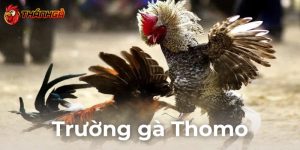 Trường Gà Thomo