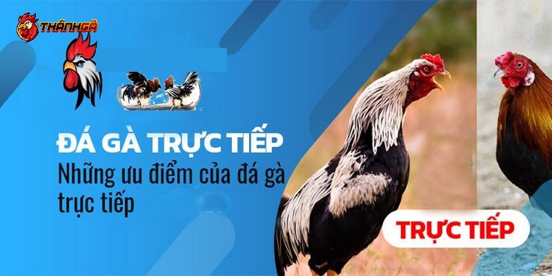 Đặc điểm của đá gà trực tiếp thomo bình luận viên